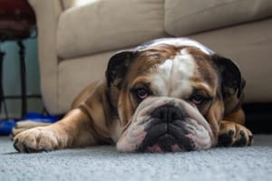 Bulldog lying flat on a carpet with head resting on the floor